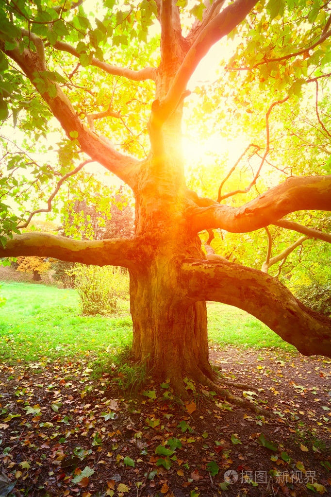 旧的无花果树和太阳光芒