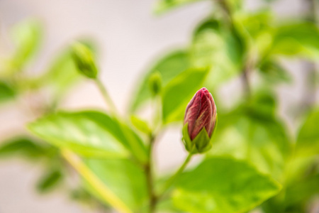 花园里的年轻的红芙蓉花