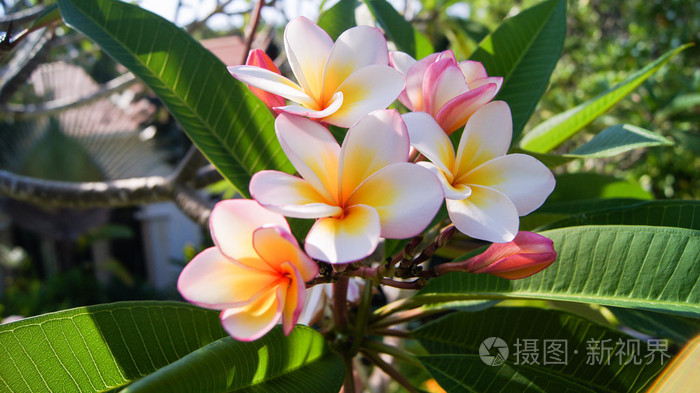 热带花卉