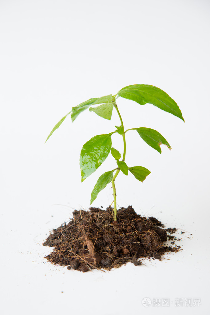 小树生长在白色背景上的土壤