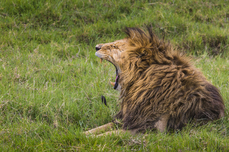 大狮子在肯尼亚马赛玛拉，露出危险的牙齿