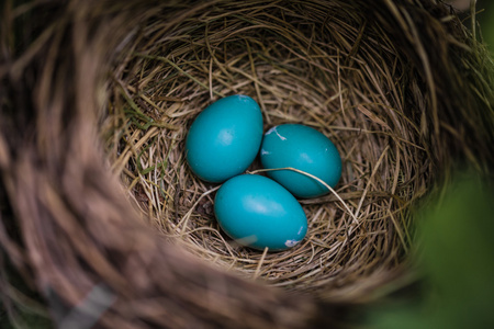 蓝知更鸟蛋巢里照片