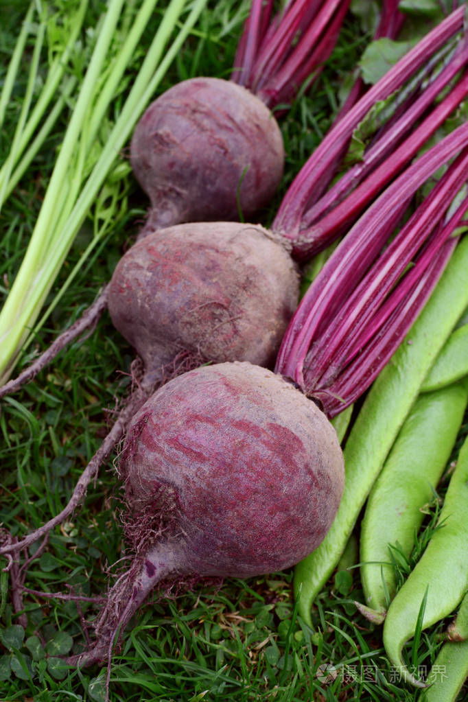 三个紫色甜菜根