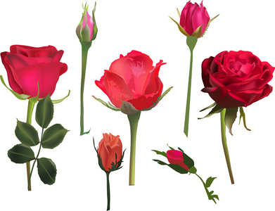 红玫瑰和四个芽