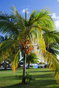 热带岛上的棕榈树