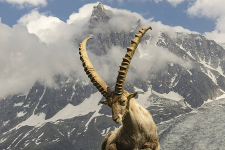 在山的背景上阿尔卑斯山羊图片