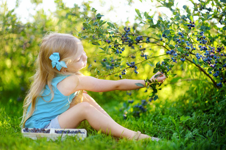 小女孩在农场采摘浆果