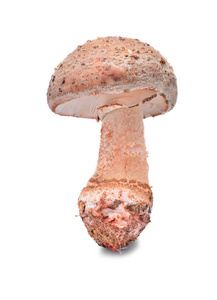 鹅膏菌凌草蘑菇
