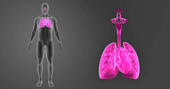 肺和心脏缩放
