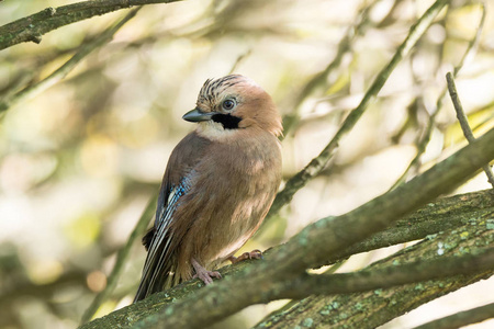 Garrulus glandarius 在树枝上