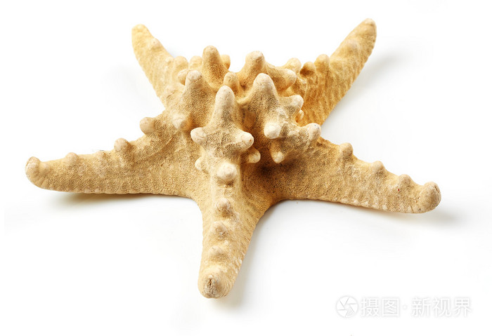 海星