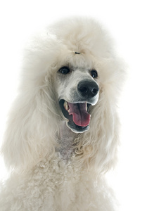 白色标准贵宾犬图片