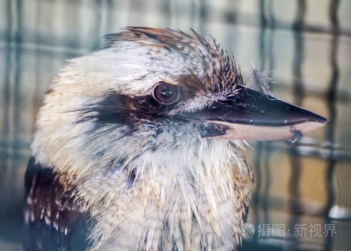 笑着的kookaburradacelonovaeguineae