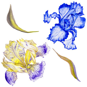 水彩鸢尾花图片