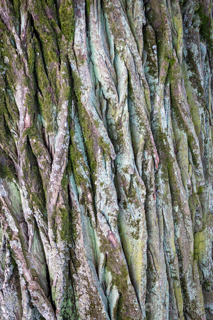 树树皮的特写