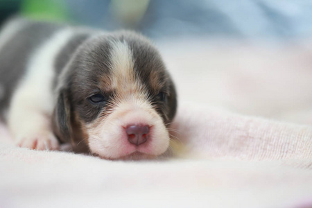 纯种小猎犬的小狗是睡觉和看在第一次