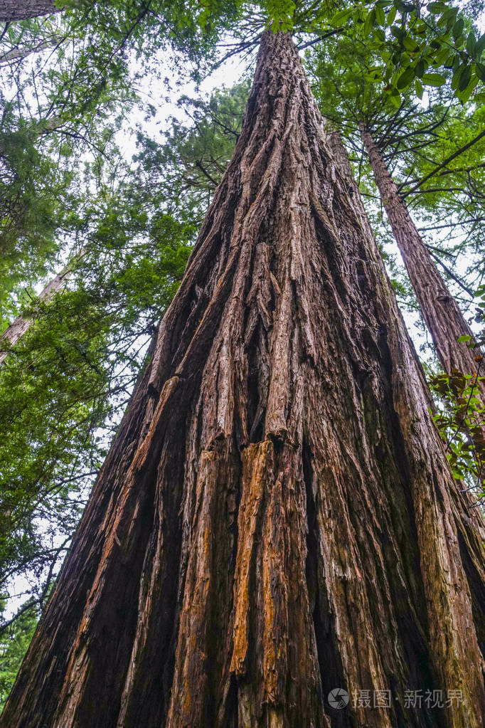 红杉林的参天大树