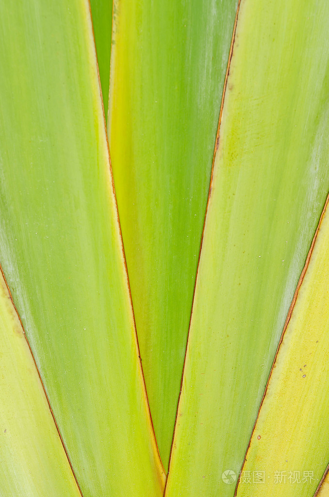 锋利的尖的龙舌兰植物的叶子