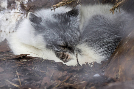白狐狸在 Onderdalen 国家公园树下睡觉。挪威