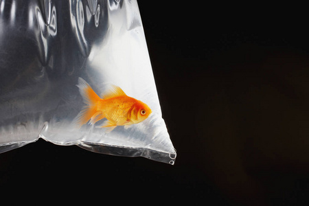 塑料鱼图片-塑料鱼素材-塑料鱼插画-摄图新视界