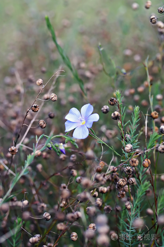 亚麻多年生亚麻