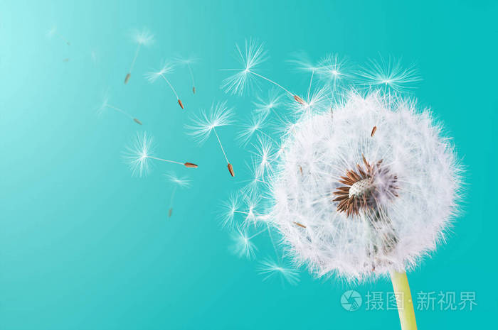 蒲公英飞上青色背景照片-正版商用图片0v6juu-摄图新视界