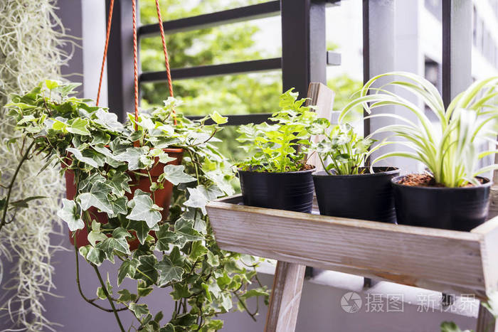 英国常春藤植物在阳台上的盆栽的住宅和花园概念照片 正版商用图片0v6jwm 摄图新视界 英国常春藤植物在阳台上的盆栽的住宅和花园概念照片 正版商用图片0v6jwm 摄图新视界