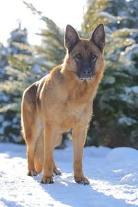 一条德国牧羊犬的肖像站立在冬天