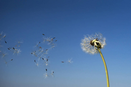 风时钟蒲公英种子吹在风中照片