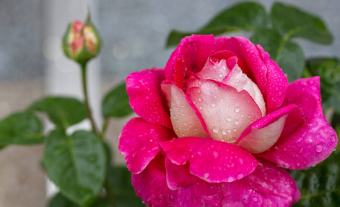 宏拍摄的粉红色的白玫瑰