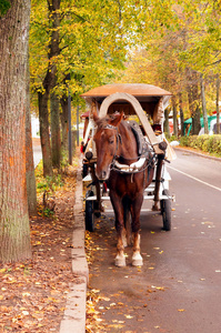 在秋天的小巷中棕色马车