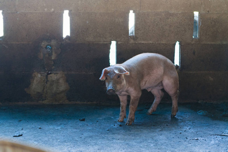 组的猪睡在农场吃