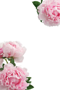 粉红色的牡丹花，问候消息的副本空间的白色背景上