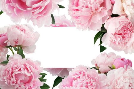 粉红色的牡丹花，问候消息的副本空间的白色背景上