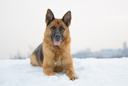 躺在雪地里的德国牧羊犬