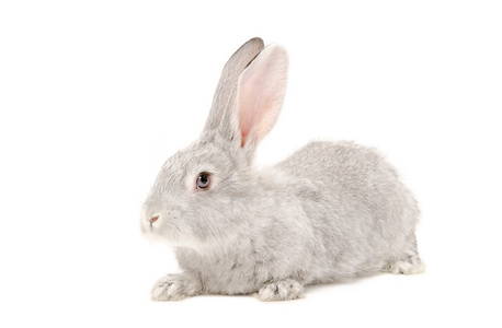 一只灰色的兔子的肖像
