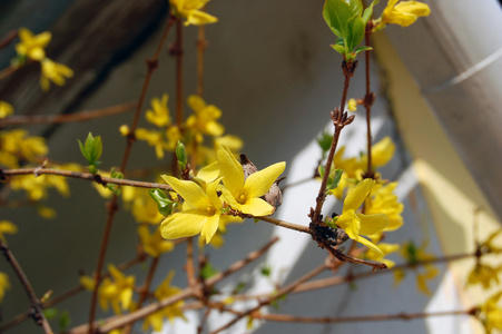 Laburnum 