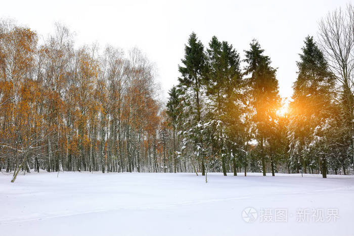 圣诞树上覆盖着白雪的城市公园。很多的雪