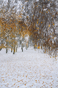 堕落的秋叶在森林里的雪上