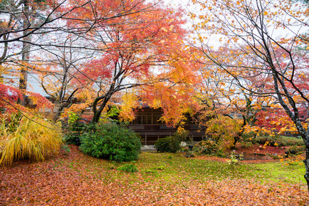 Hogonin 寺，京都日本