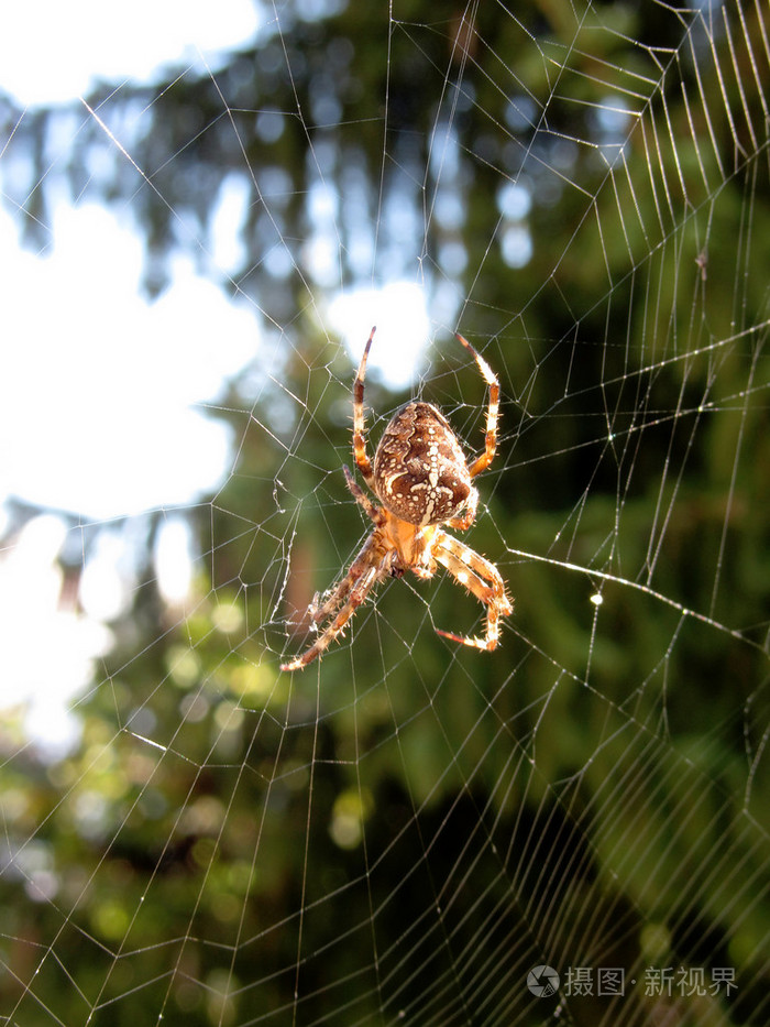 在其网站上的蜘蛛