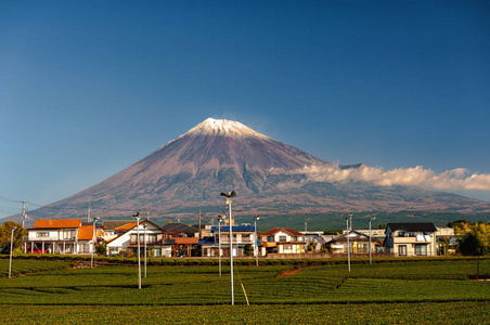 在富士山脚下的甘美绿色茶田图片