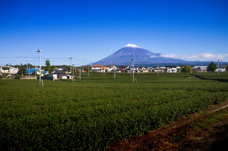 在富士山脚下的甘美绿色茶田图片