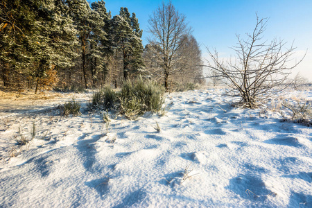 冬天风景与雪被盖的领域和森林
