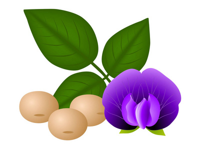 大豆花图片 大豆花素材 大豆花插画 摄图新视界