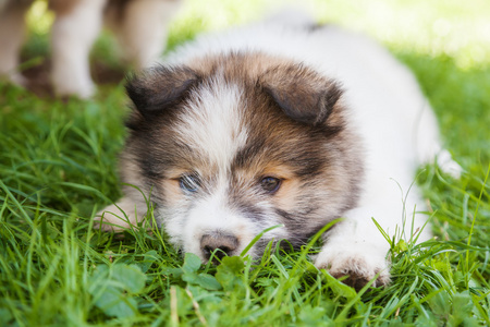 可爱的 Elo 小狗躺在绿色的草地上