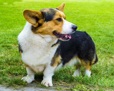 矮脚牧羊犬图片