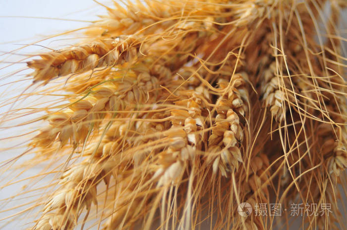 成熟的小麦麸皮在桌子上