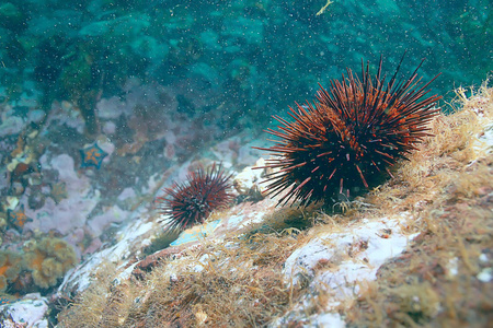 海底的海胆水下照片, 令人惊叹的海洋动物照片