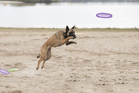 狗，比利时牧羊犬马犬，跳为磁盘